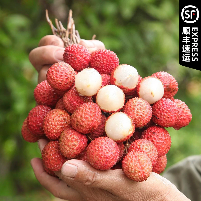 【五斤彩箱装】顺丰冷链桂味广西正宗老树当季新鲜采摘产地直发鲜甜