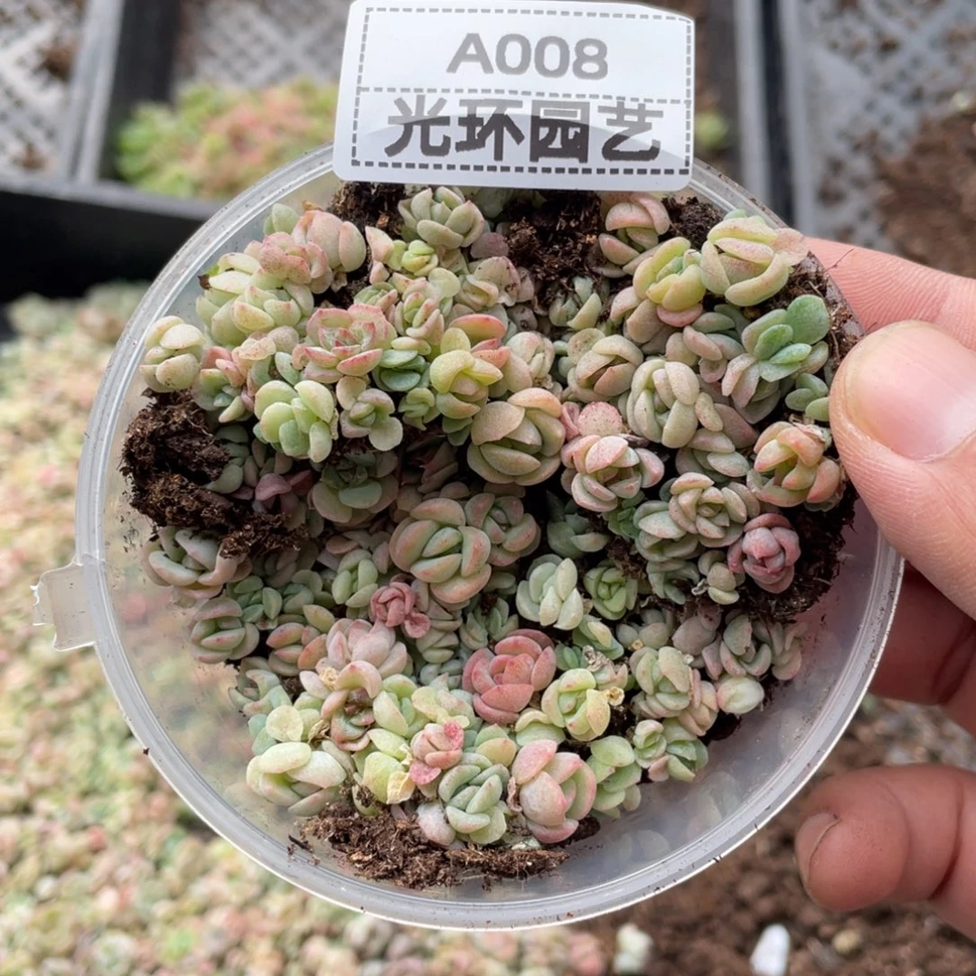 a008号欧泊切糕一份包邮