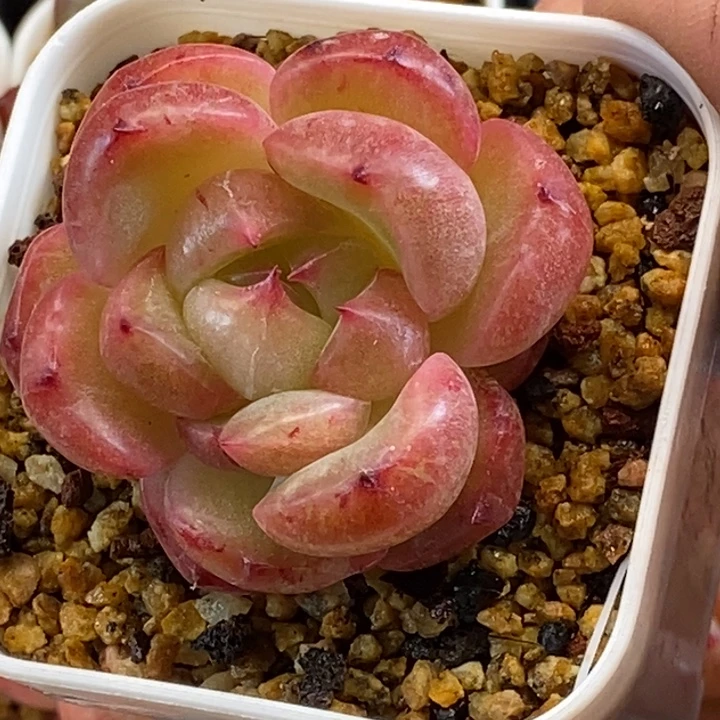 天官赐福百无禁忌