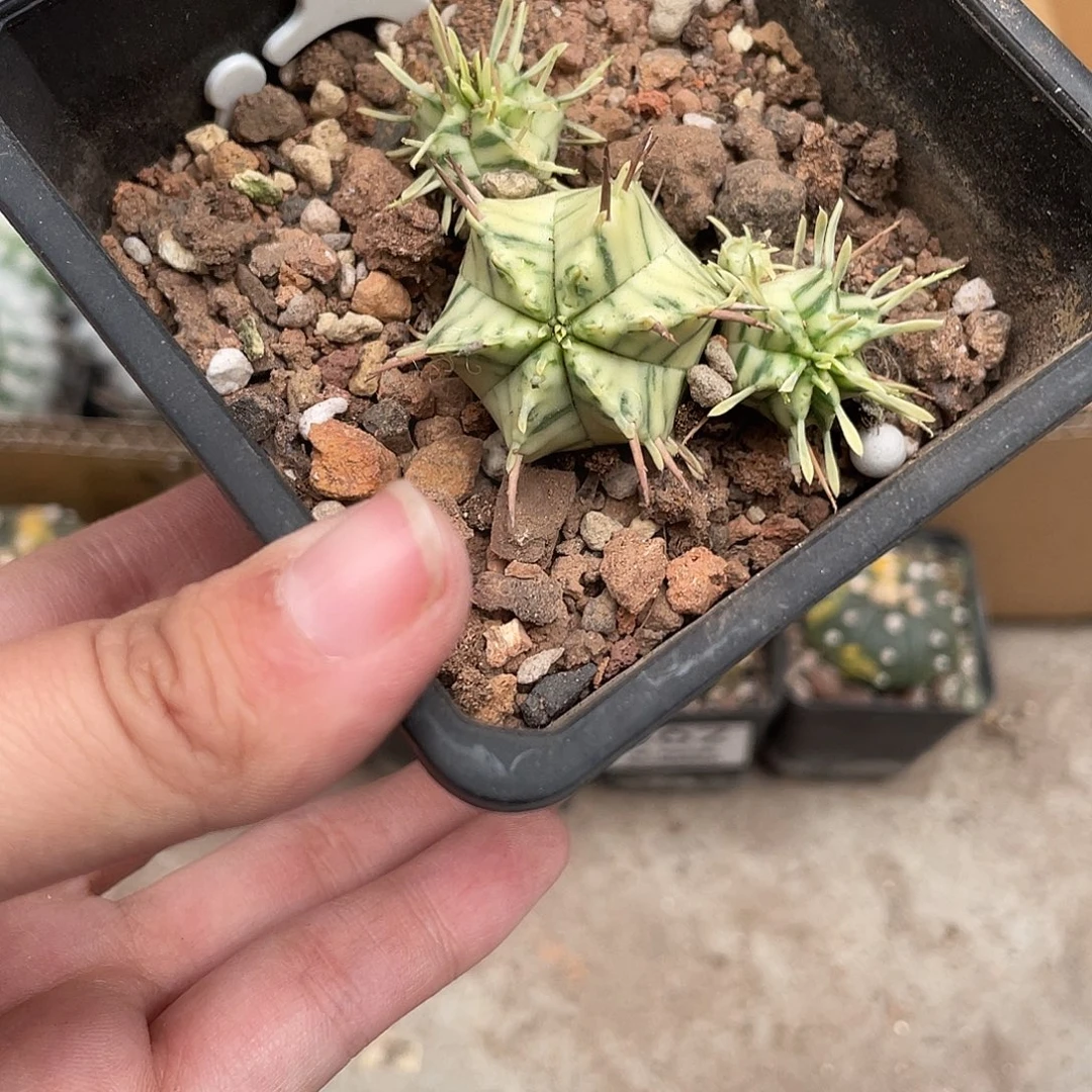 斑马锦精品仙人球
