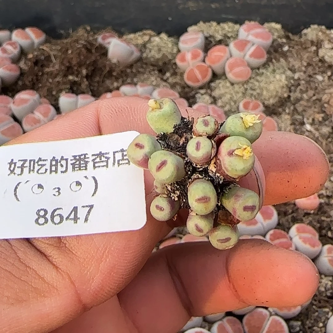 8647。默认脱土。18包邮。偏远88包邮