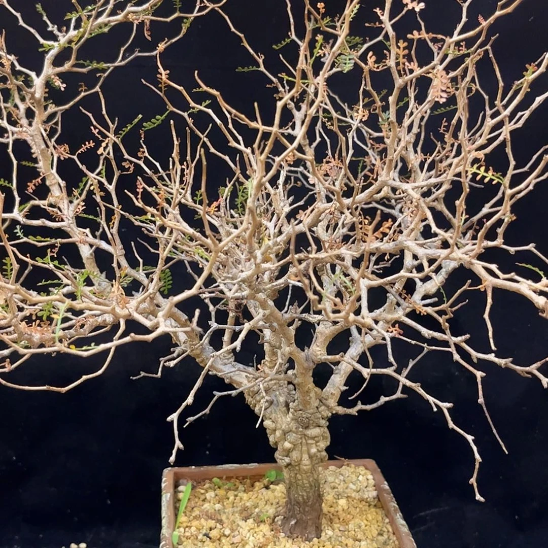 汤圆植物象足漆树