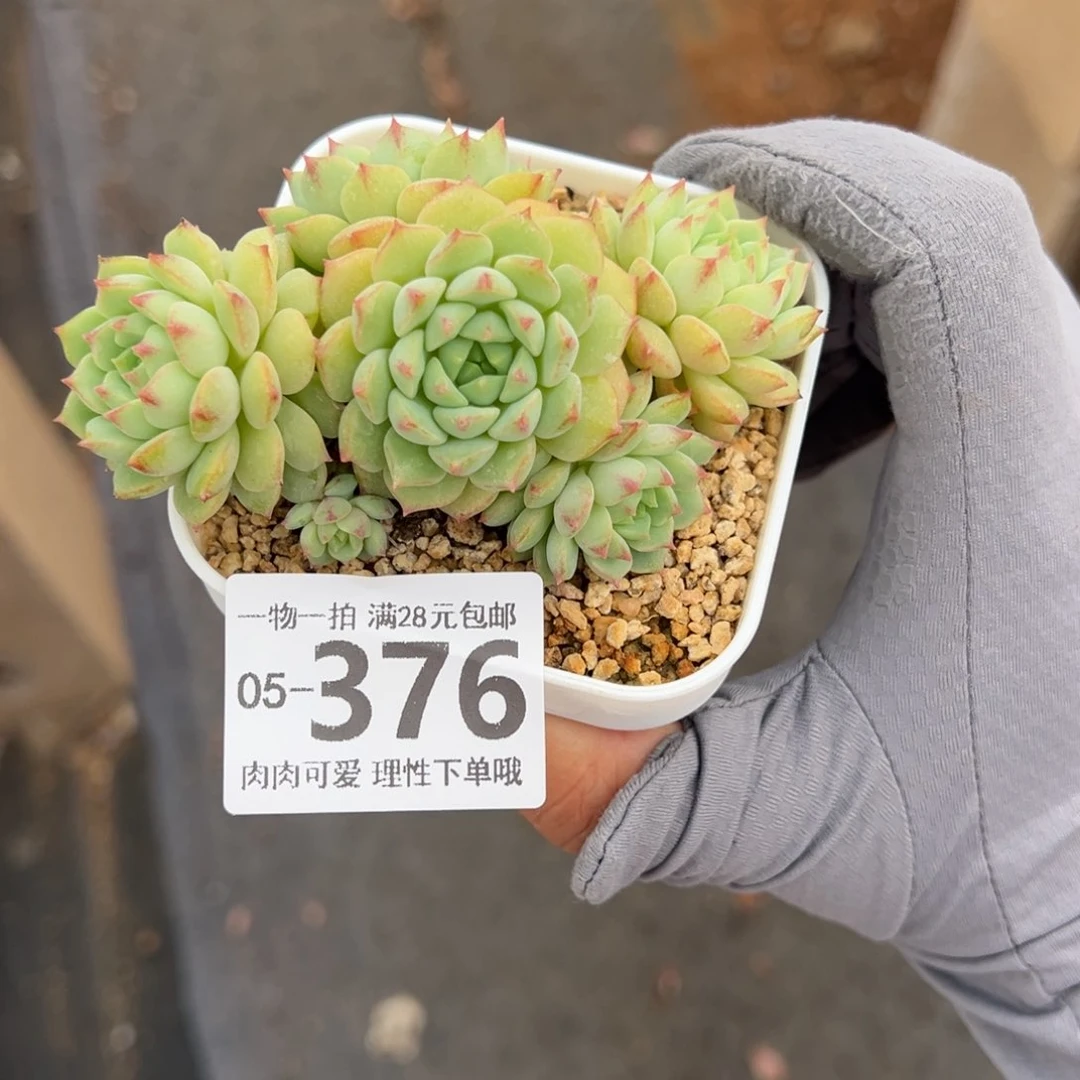 熊猫脸多肉多肉多肉多肉