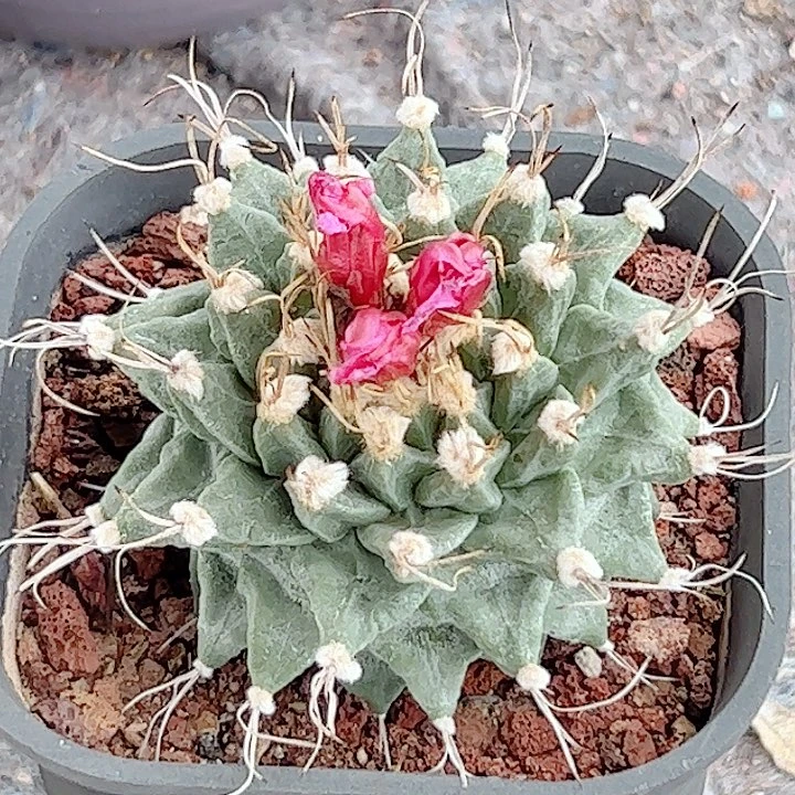 赤花娇丽实生仙人球