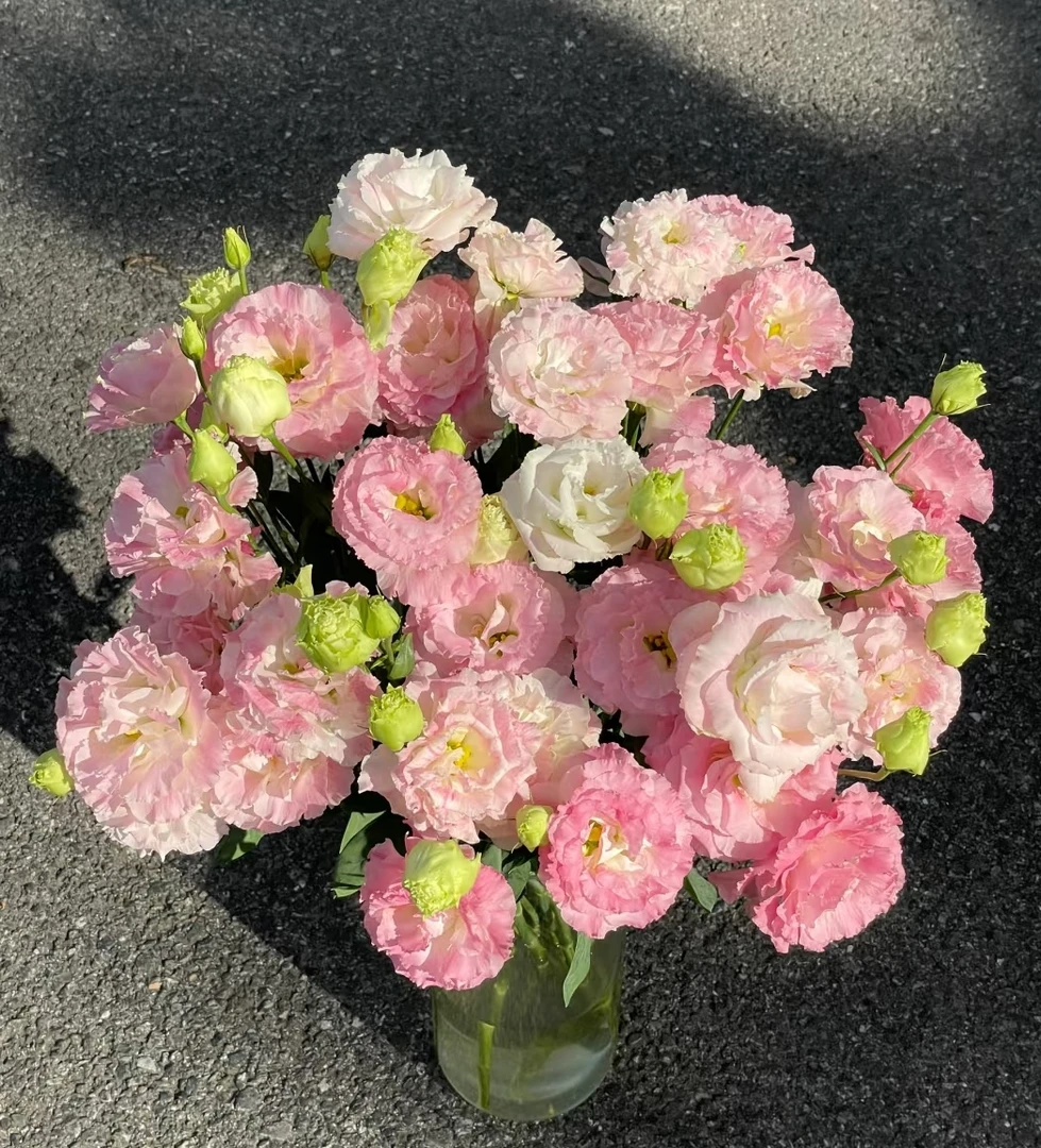 阳光粉洋桔梗鲜花云南现摘花束客厅高档摆设家用插花礼物花束
