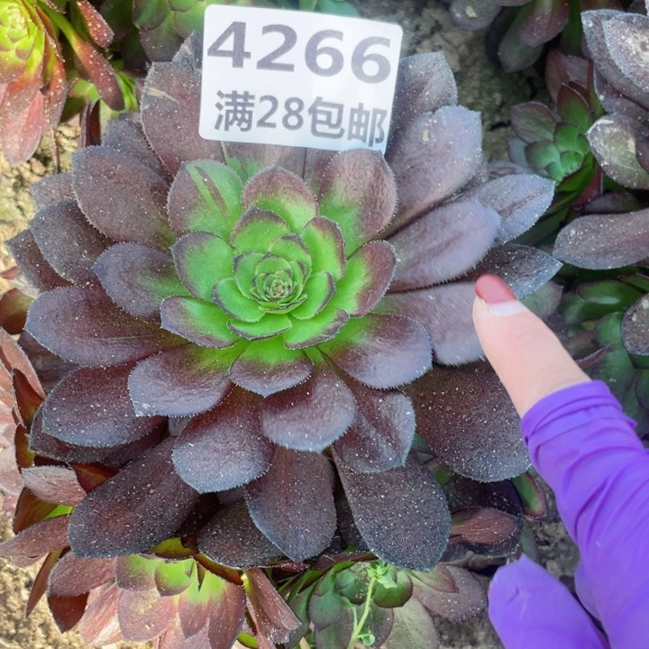 4266二号棚黑寡妇C