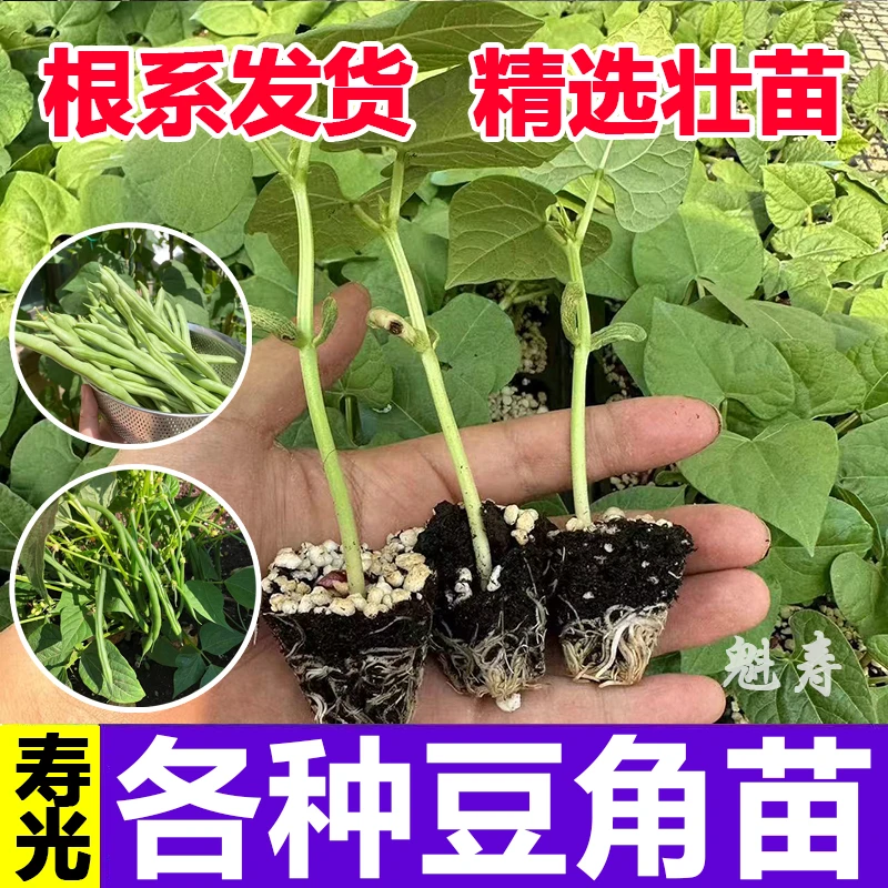 无架四季豆秧苗高产地豆种子豇豆不搭架长豆角苗带土发货扁豆刀豆