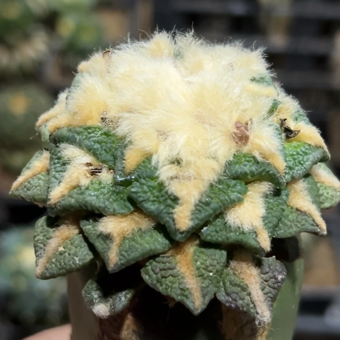 无花朵福利颗粒大尤黑牡丹564