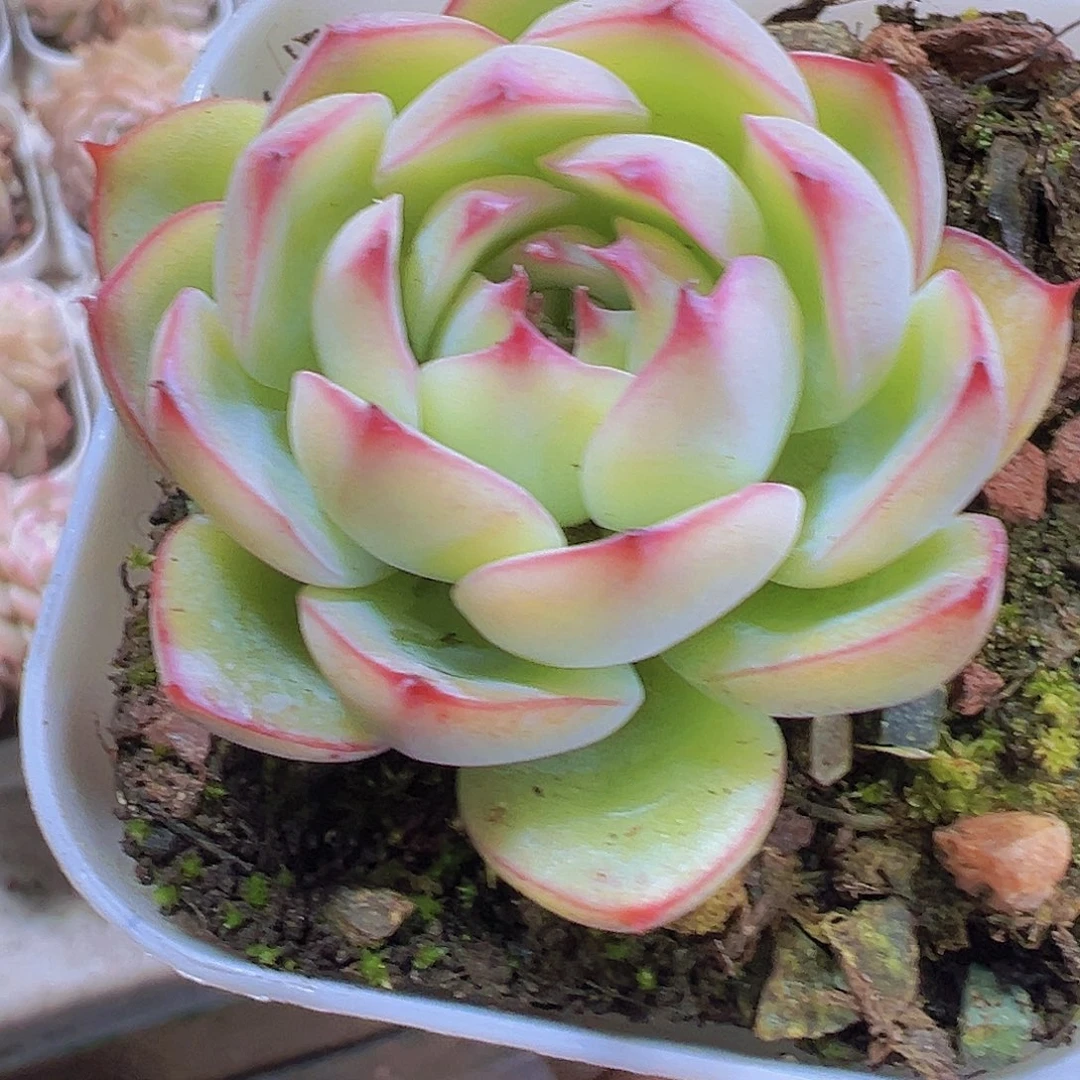 勾魂仙子19包邮多肉