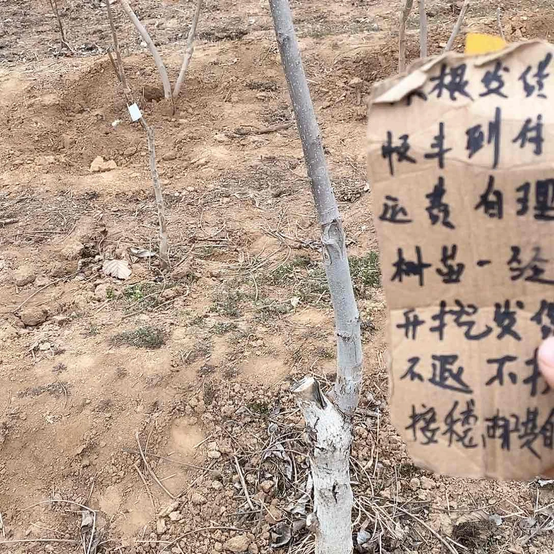 文玩核桃把件东*粗筋