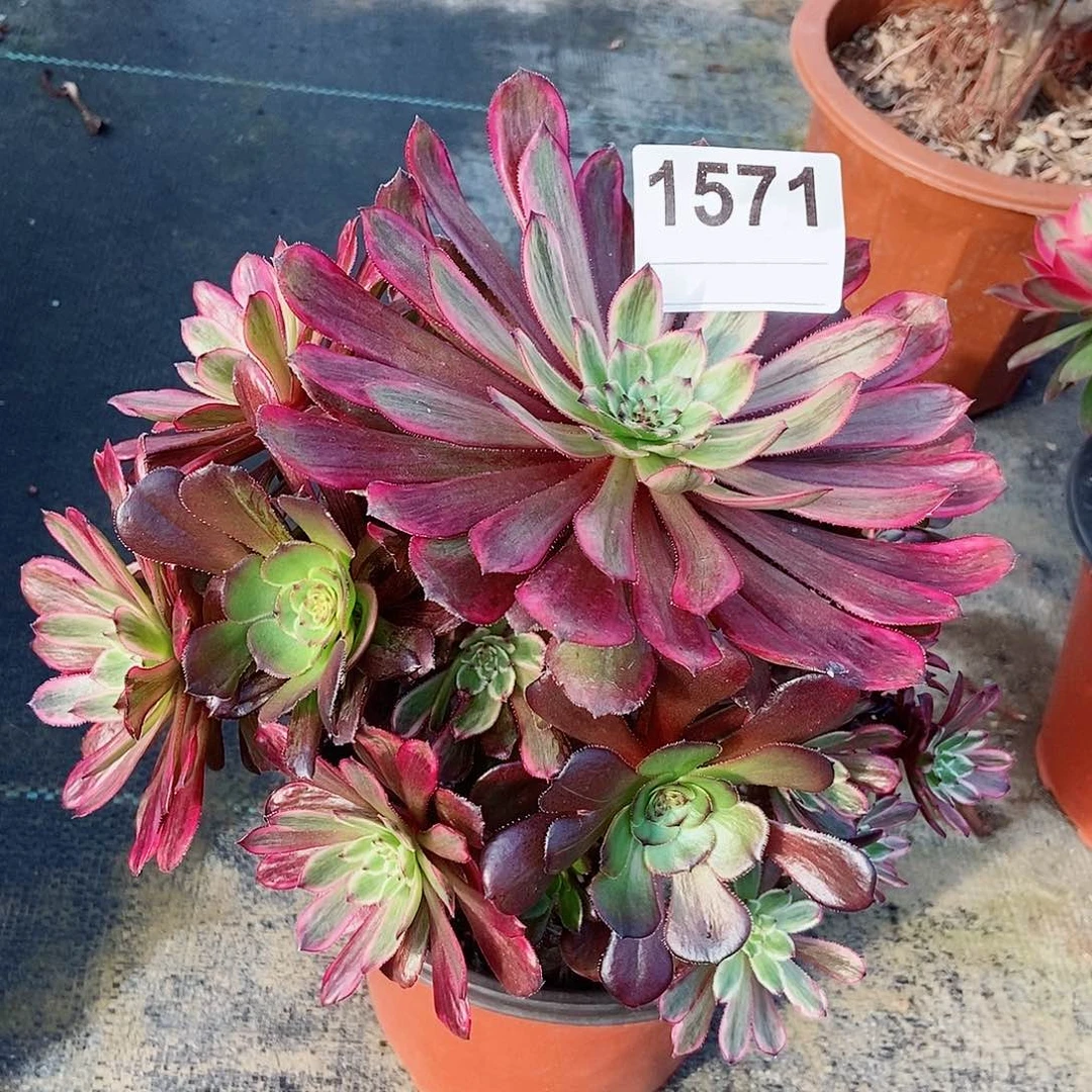 红陶1571紫霞3多肉