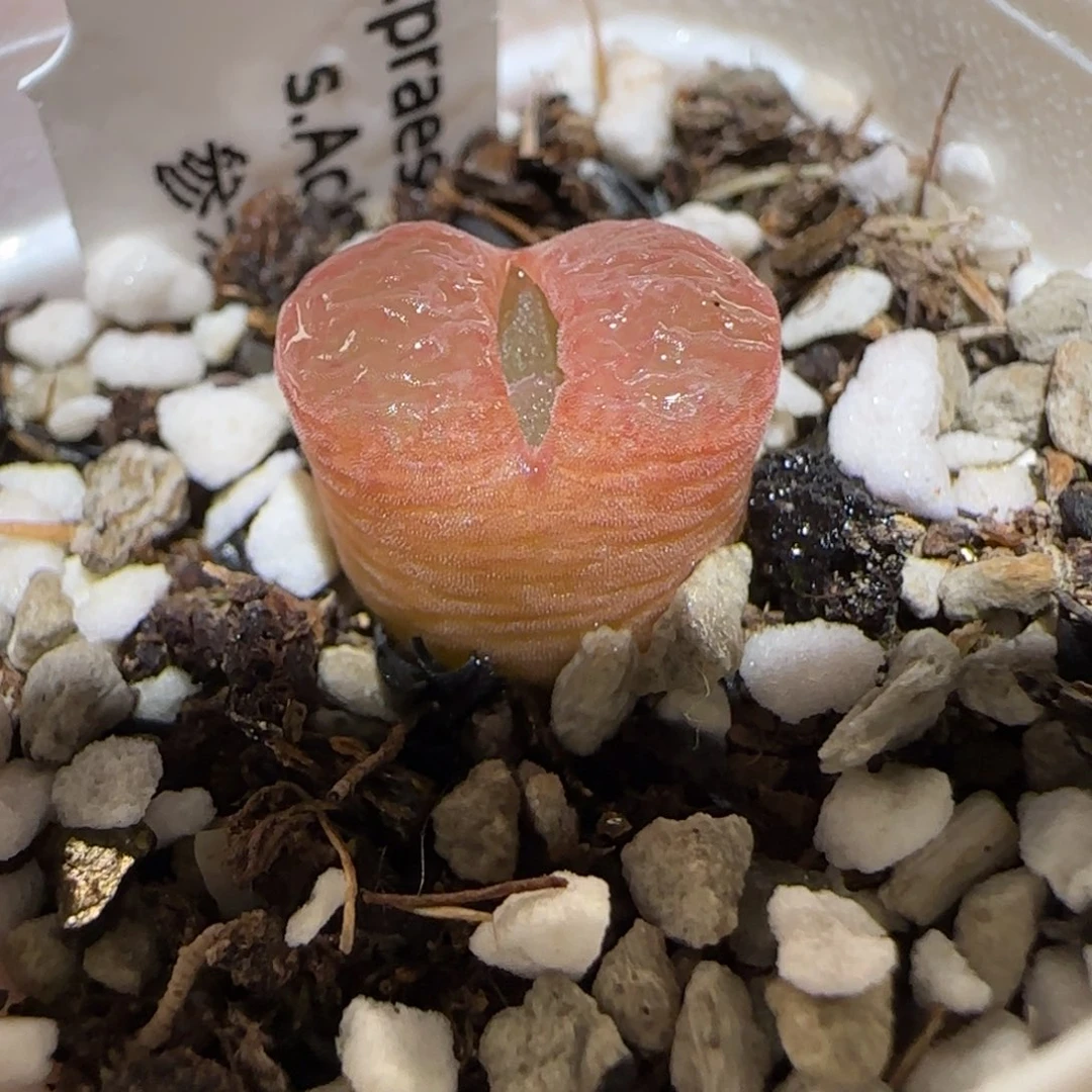 肉锥多肉植物百科-1802.4风铃1511