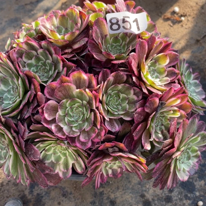 851多肉植物油彩画