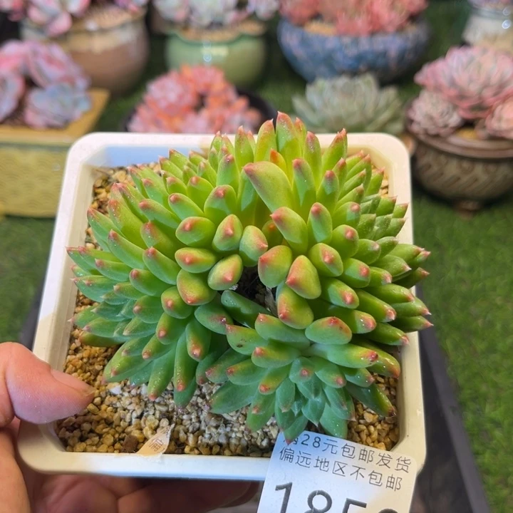 大1850，bzvxvxvcbh