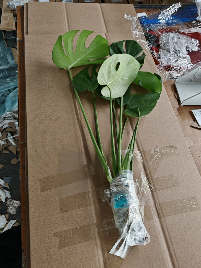 龟背竹 3 株水培绿植客厅大叶观赏植物净化空气好养耐阴