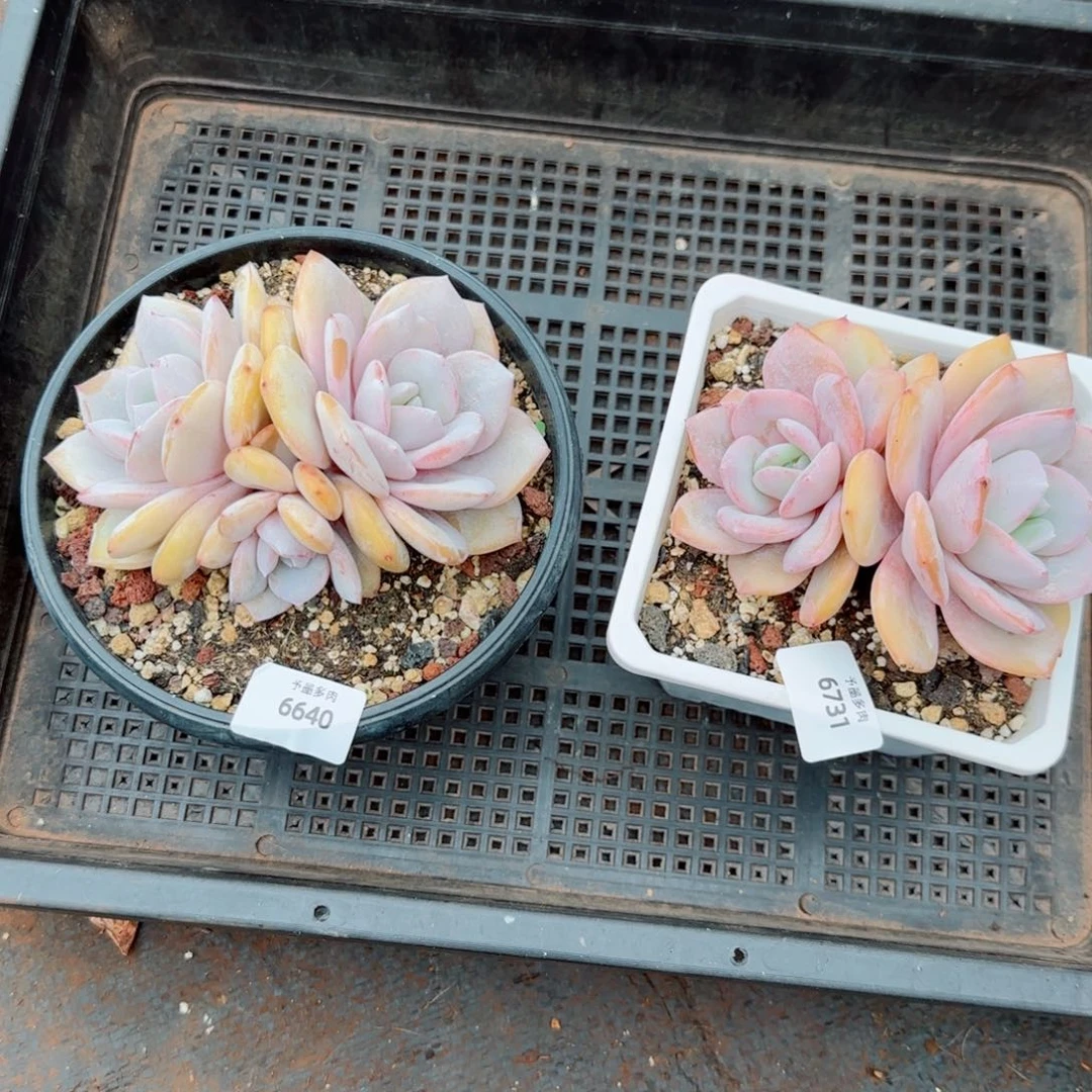 c***u奶茶，6640 6731多肉植物