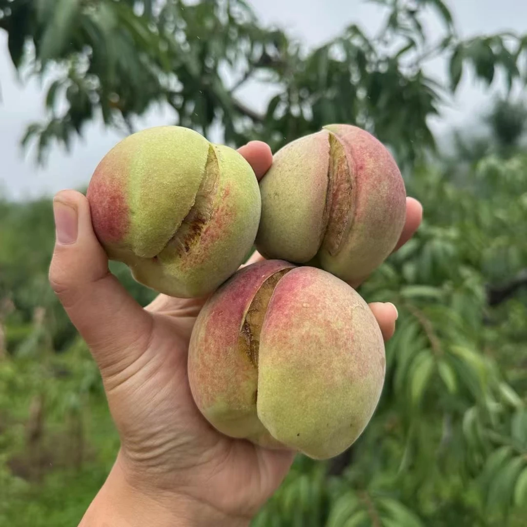 【顺丰包邮】天宝山裂口珍珠冬桃蜜桃新鲜多汁脆甜核小产地直发