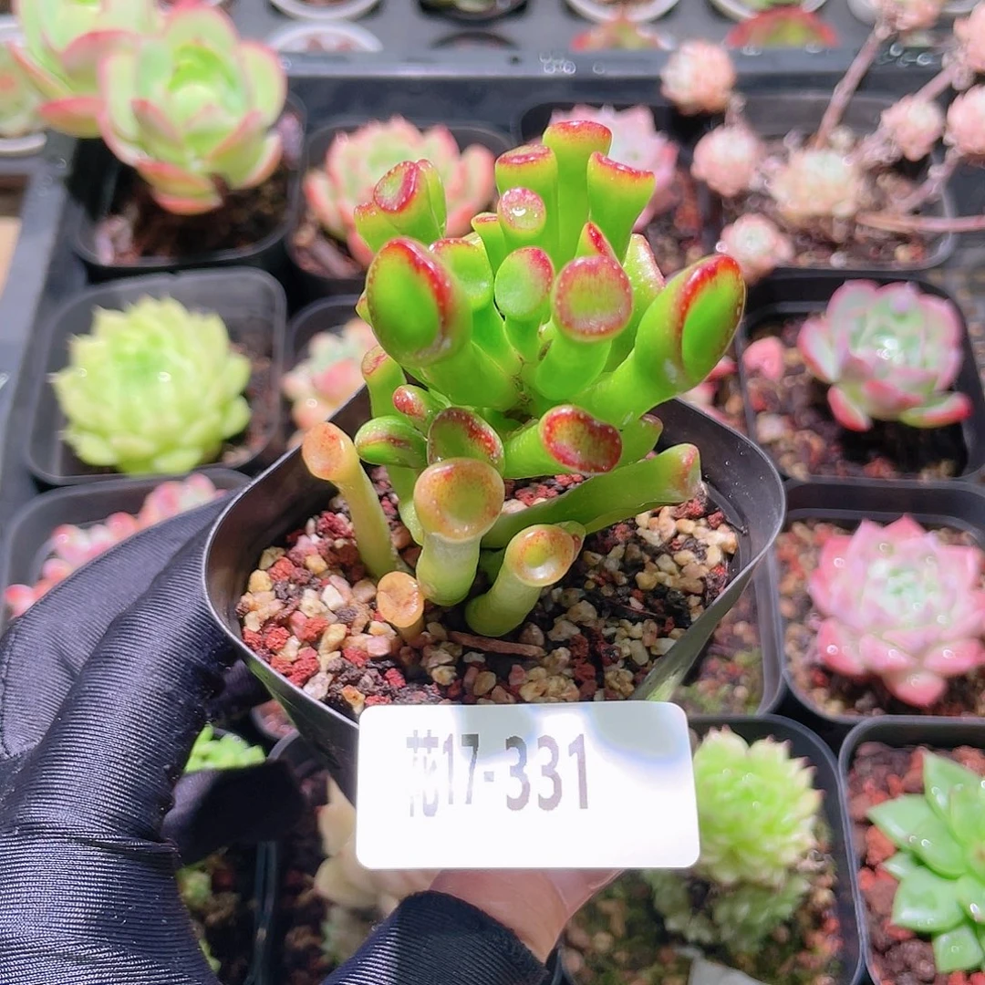 花利美17-331吸财树