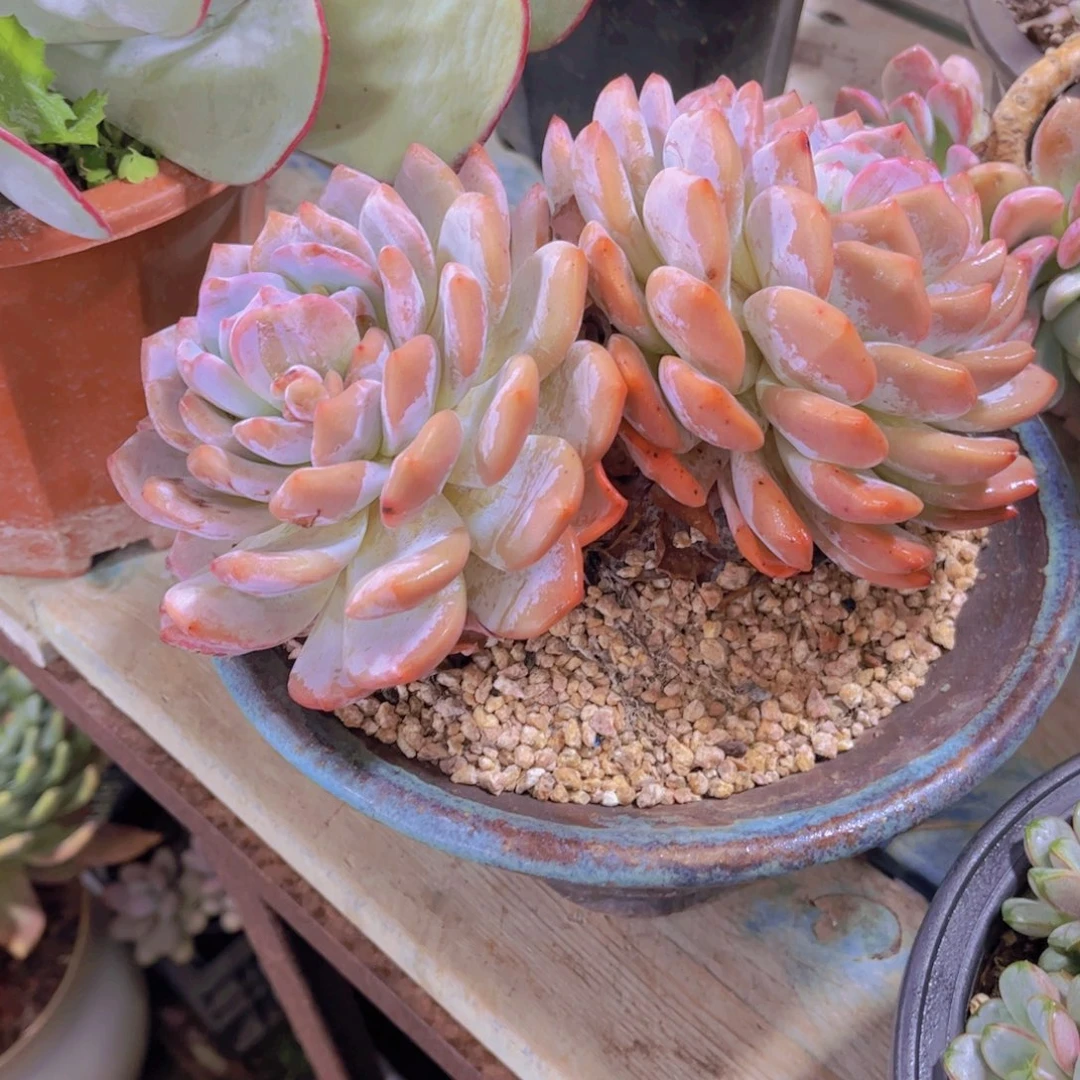 T***.多肉植物保护研究所