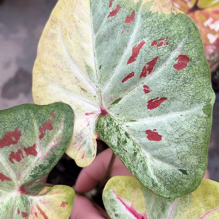 079-0208广东现货