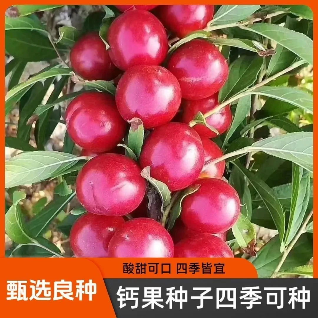 【欧李钙果】高钙果种子南北方耐热耐寒四季易种活钙果种子高产