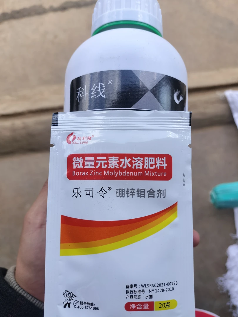 科线 根结线 黄叶不长