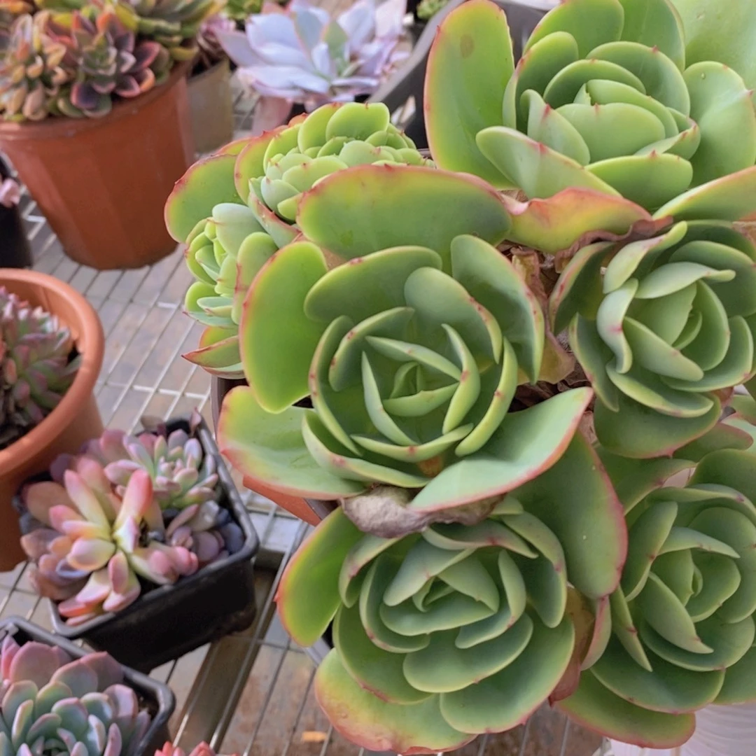 0228碧桃缀化一物一拍