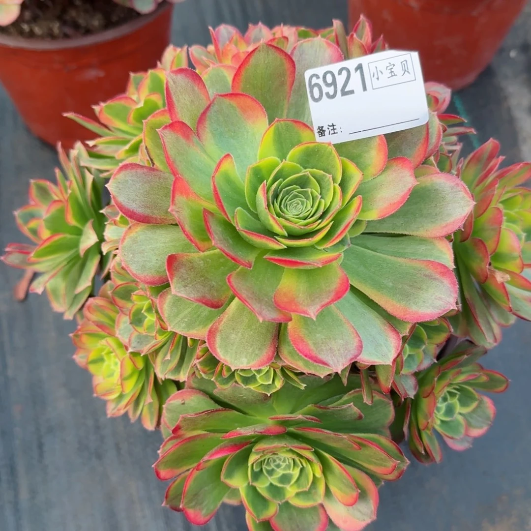 小*6921奶白多肉多肉