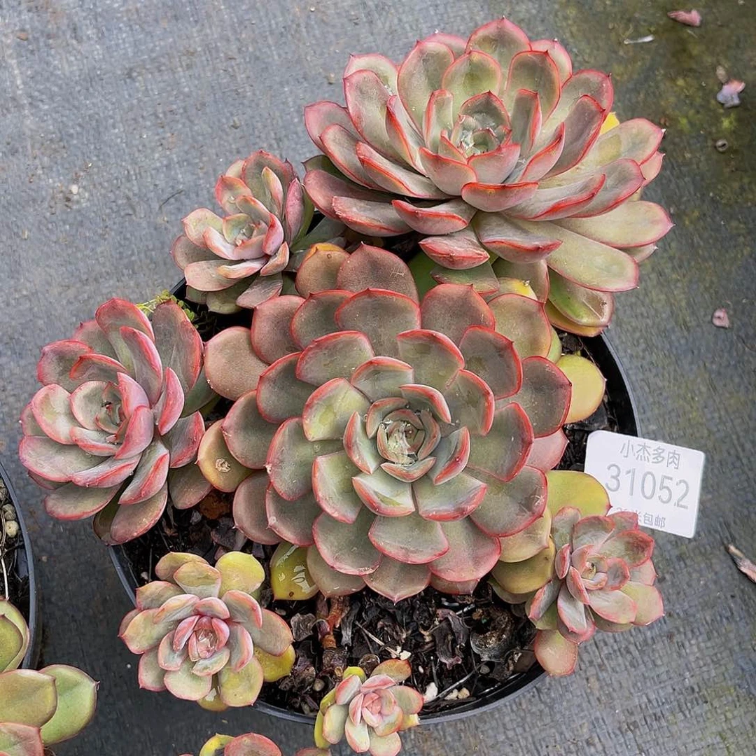 半**?冰红茶群31052