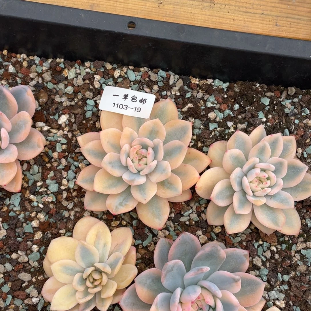 云*卷1103-19-梦露锦，，，，，，