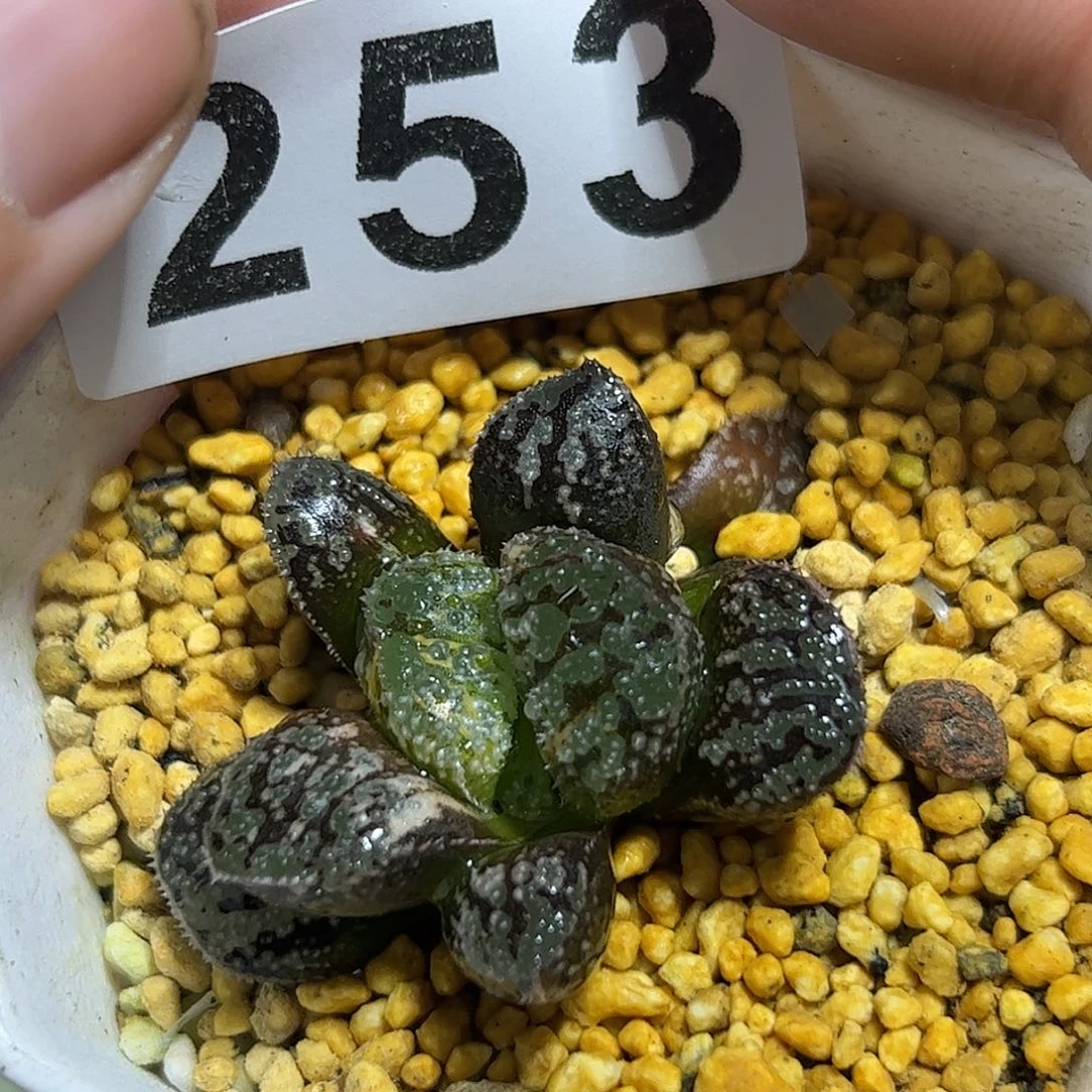 摩多锦十二卷多肉植物满