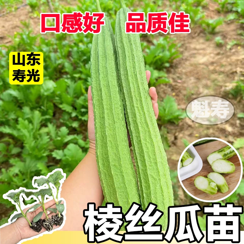 寿光四季八角棱丝瓜苗秧长短肉丝瓜种子春秋盆栽高产蔬菜苗籽早熟
