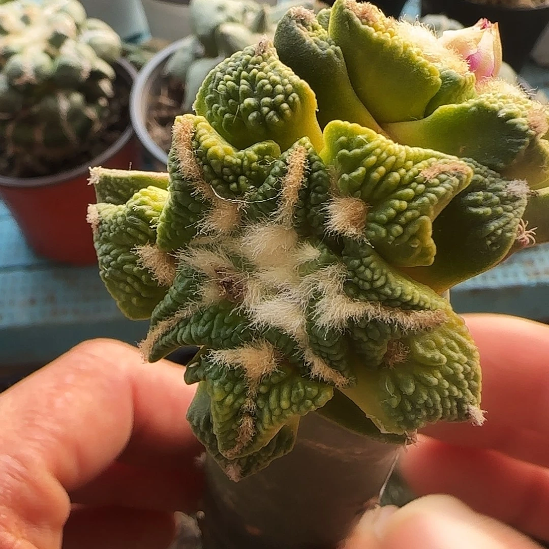 双头辛顿黑牡丹锦205