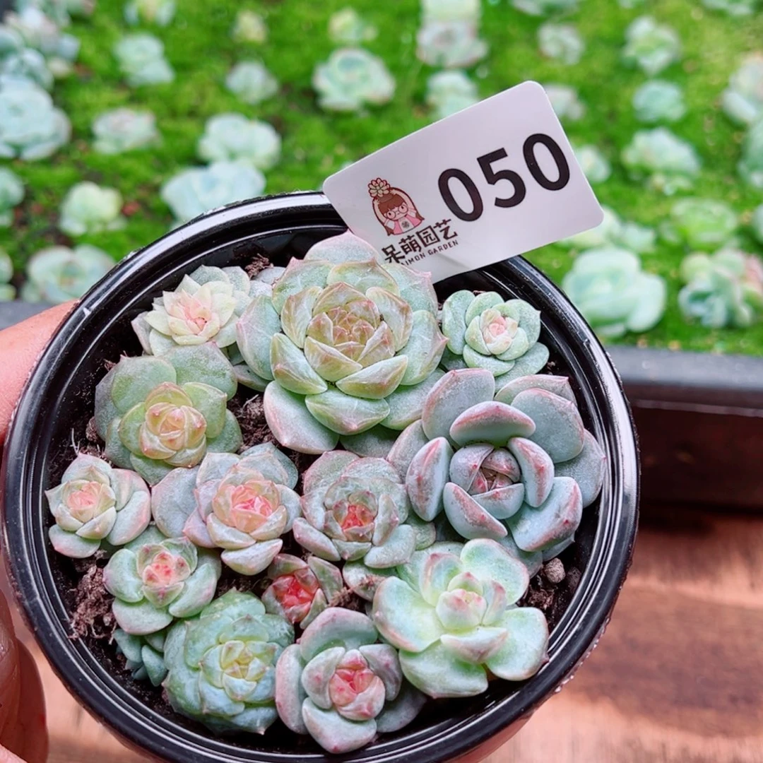 多肉植物多肉植物