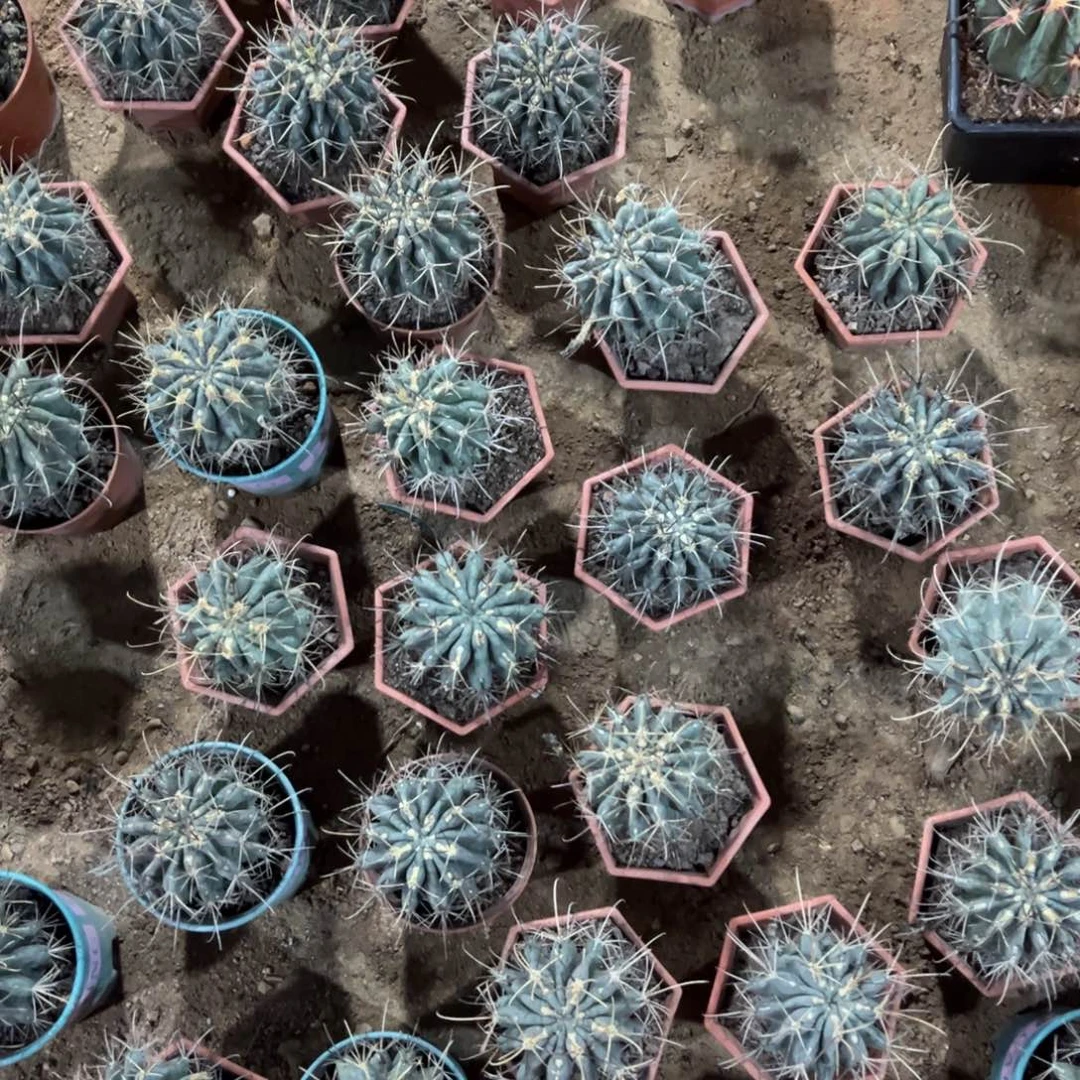 黑罗刹实生随机一颗