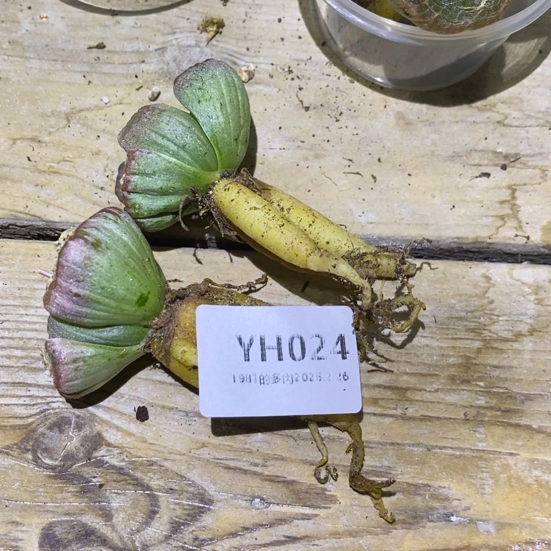 粗砂花盆魔*YH024盆盆盆盆