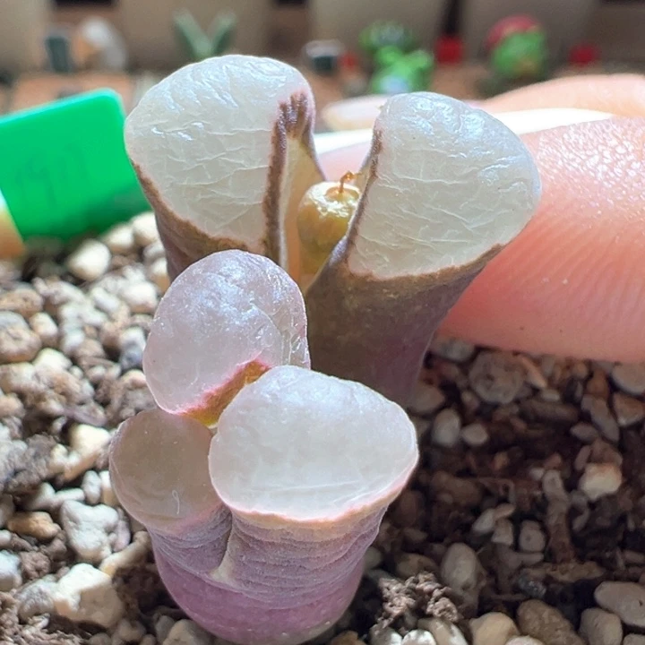 837。 青蛙种源优选四年母本麒麟窗banke磁铁。