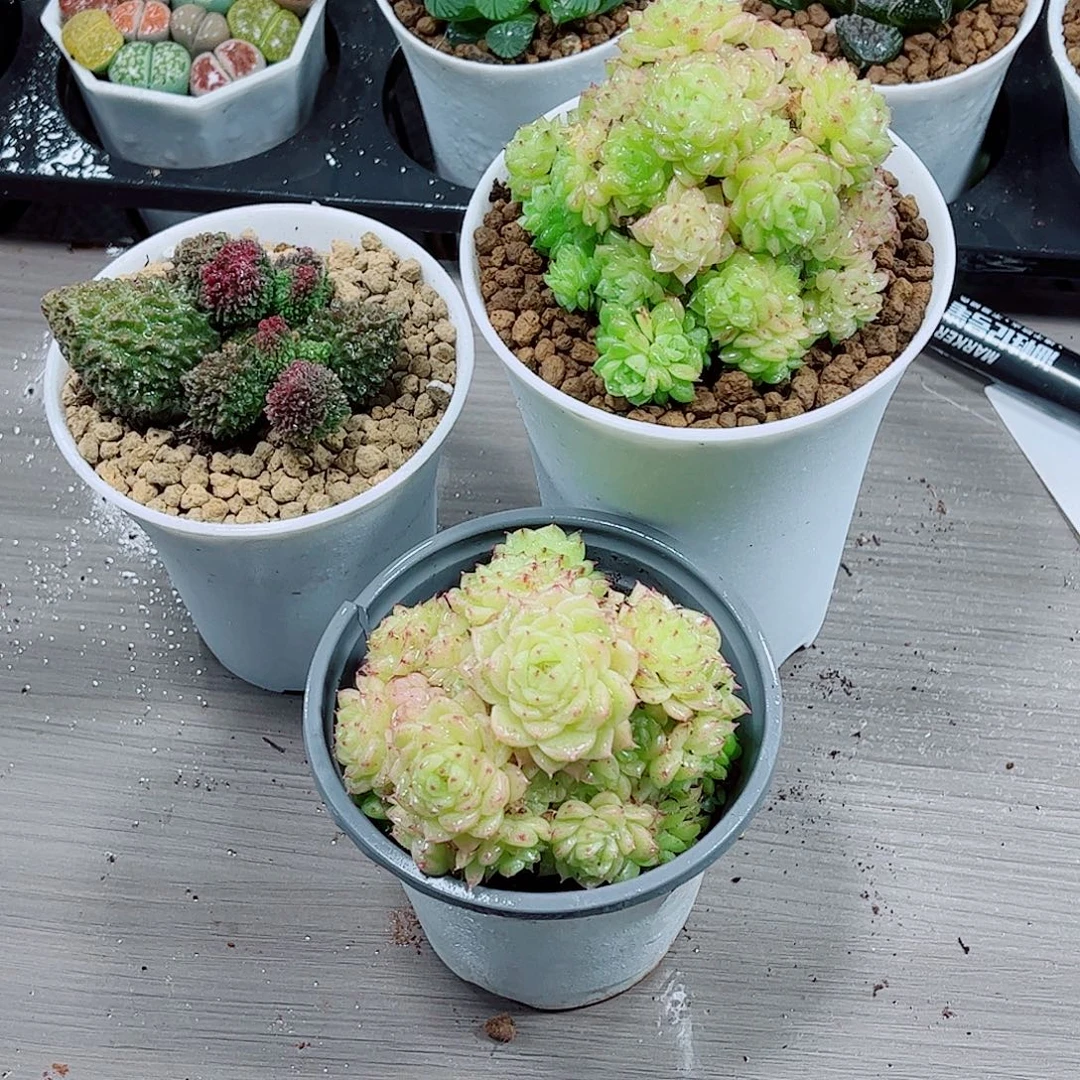 卖杆朱子玉一勿一拍