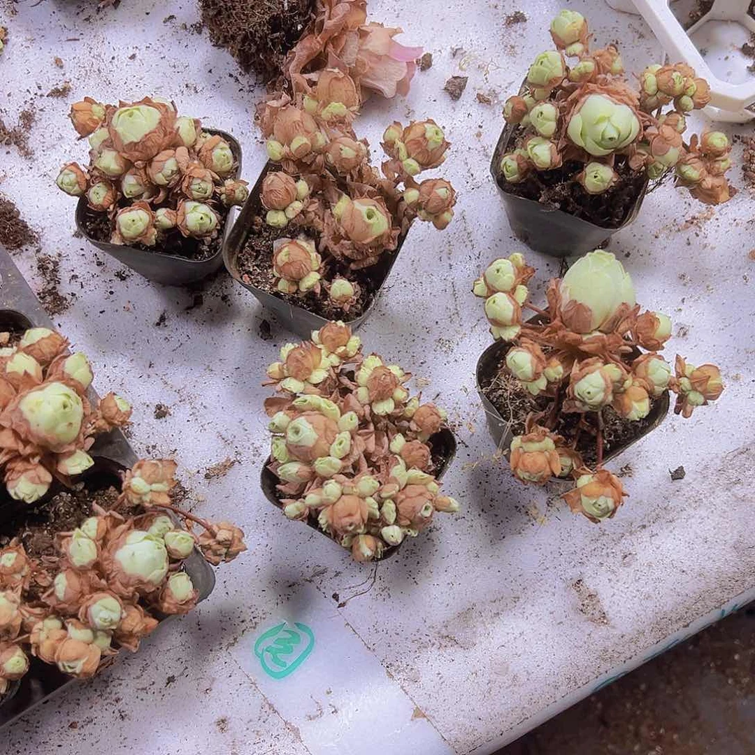 老山地玫瑰3盆带盆带土