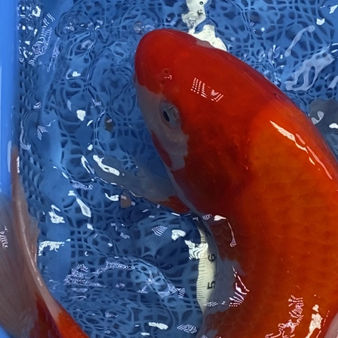 锦鲤冷水锦鲤包邮