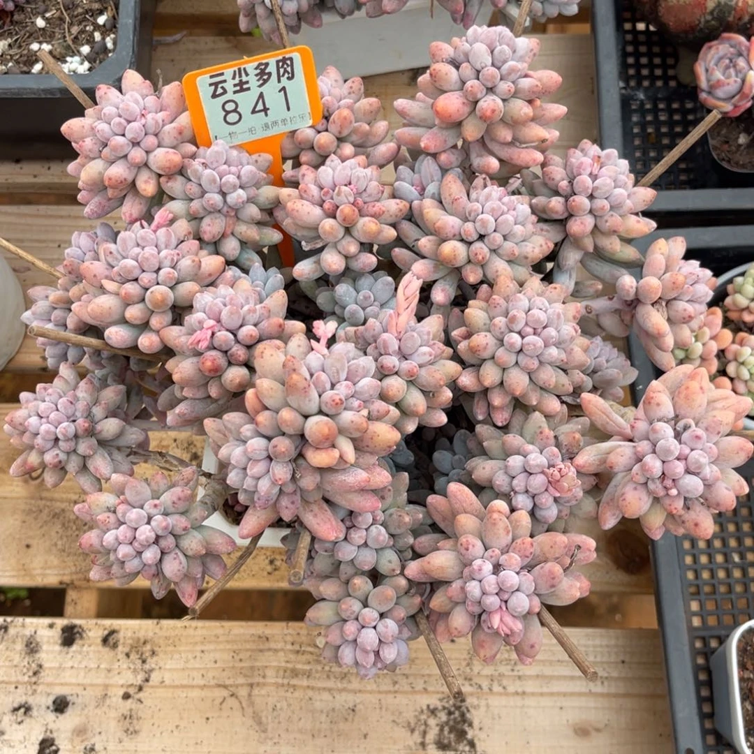 用***0云尘多肉一物一拍841