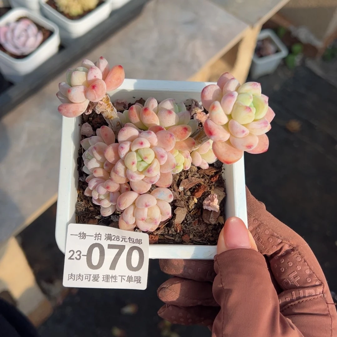 樱花罗绮多肉多肉多肉多肉