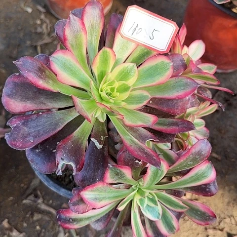 多肉植物美杜莎110