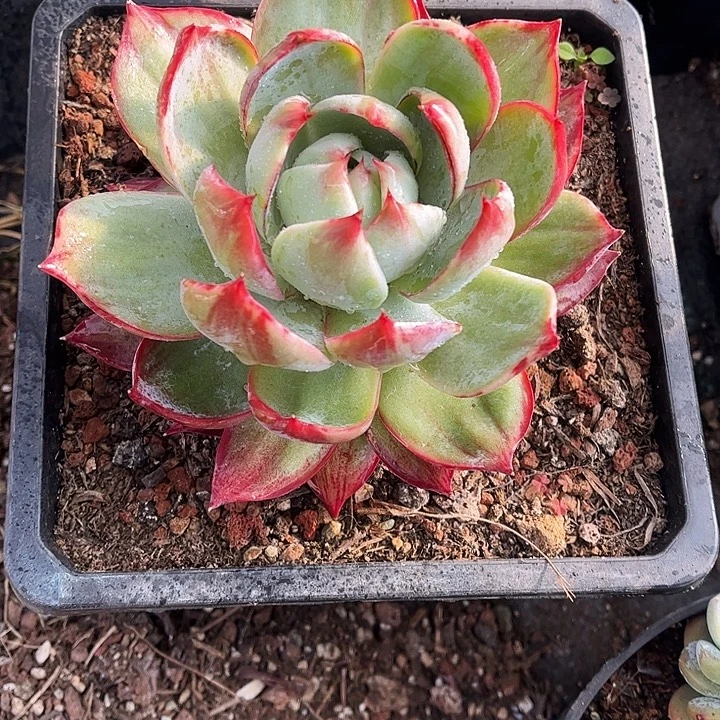 惊鸿仙子一物一拍，14厘米左右