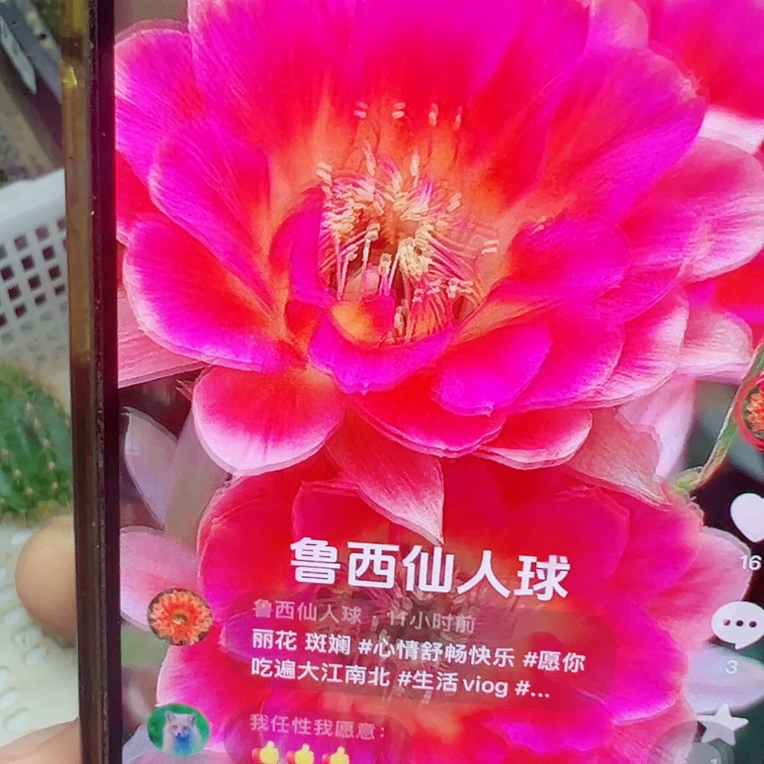 丽花斑斓 侧芽 满20包邮