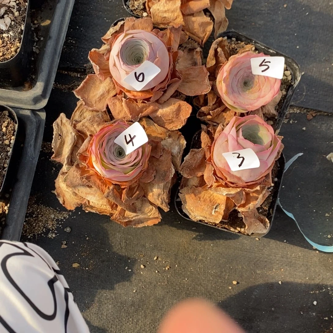 荔***凉山地玫瑰3/4/5/6/7