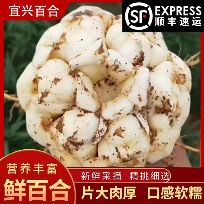 (中果百合 顺丰包邮)2025宜兴新鲜食用百合药食同源微苦现挖发货