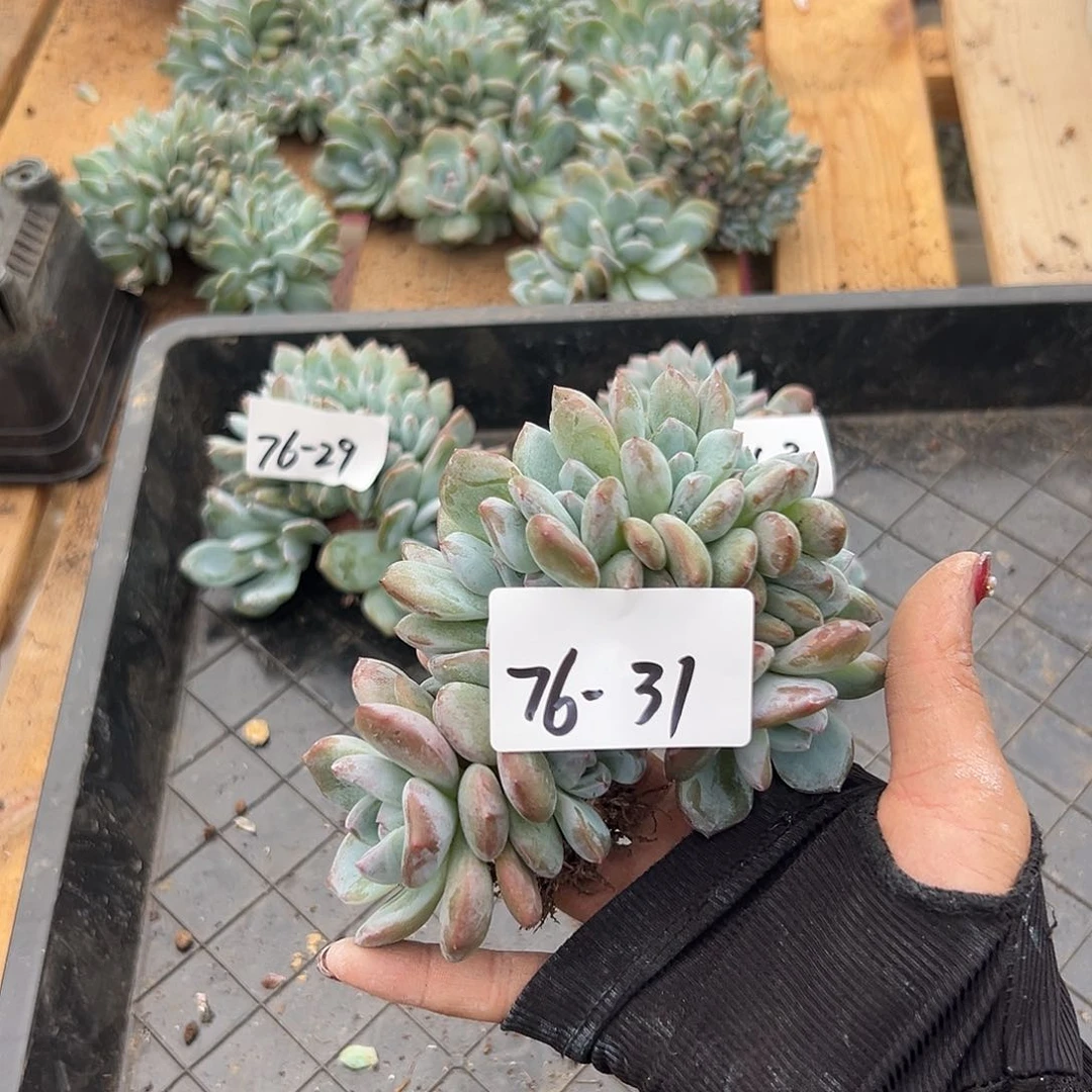 倩***儿76-31橙子缀多肉多肉