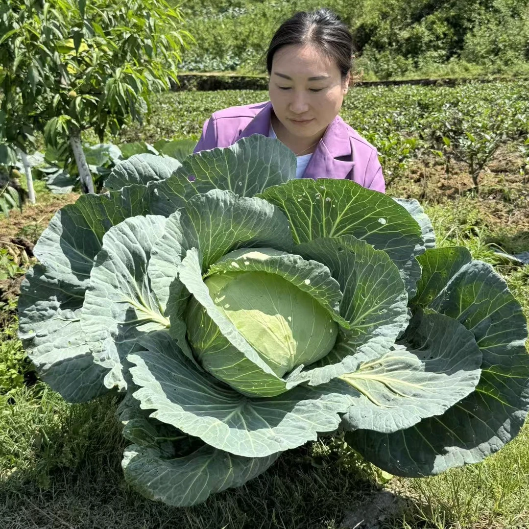 贵州高山露天种植大甘蓝