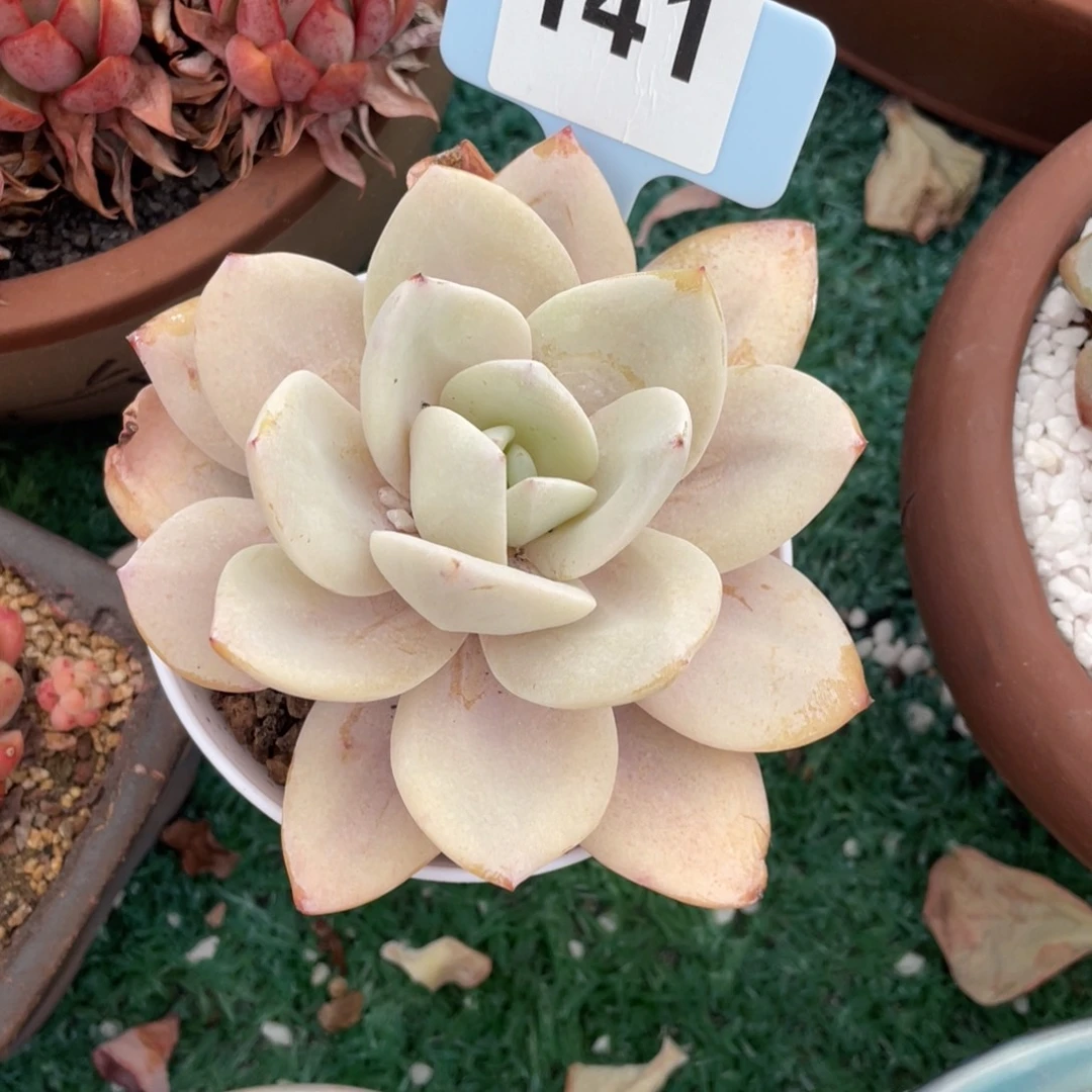 多肉植物盆栽多肉